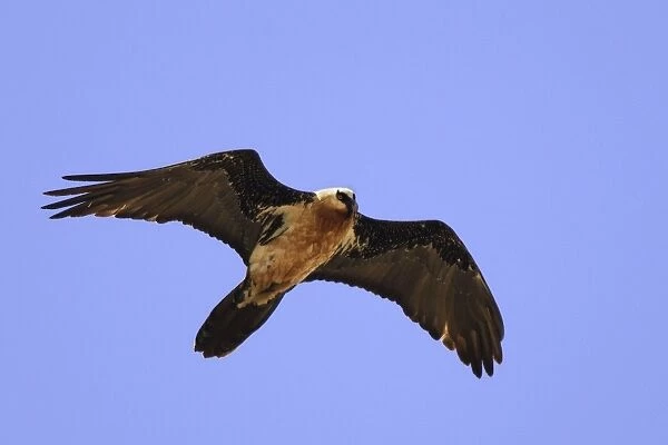 Lammergeier  /  Bearded Vulture - in flight. Bale Mountains - Ethiopia - Africa