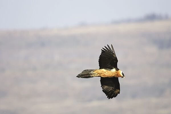 Lammergeier  /  Bearded Vulture - in flight. Bale Mountains - Ethiopia - Africa