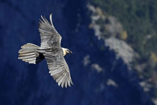 Lammergeier  /  Bearded Vulture - in flight. Pyrenees - France  /  Europe