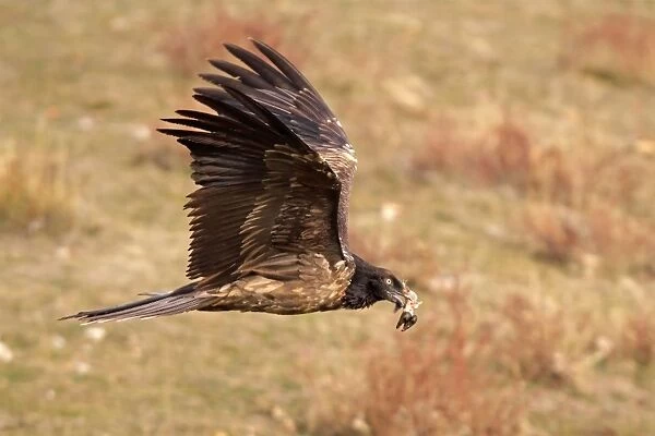 Lammergeier  /  Bearded Vulture - immature in flight. Pyrenees - Spain