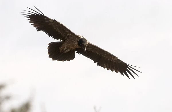 Lammergeier  /  Bearded Vulture Juvenile In flight Spanish Pyrenees
