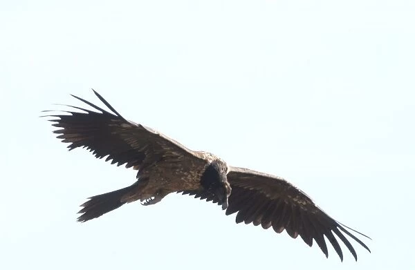 Lammergeier  /  Bearded Vulture Juvenile In flight Spanish Pyrenees