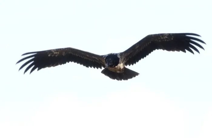 Framed Print : Lammergeier / Bearded Vulture Juvenile In flight Spanish Pyrenees Framed Print : Lammergeier / Bearded Vulture Juvenile In flight Spanish Pyrenees