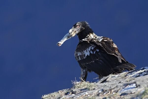 Lammergeier or Bearded Vulture - with prey in beak (foot of a ewe). Pyrenees - France  /  Europe