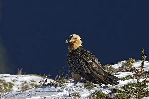Lammergeier  /  Bearded Vulture. Pyrenees - France  /  Europe