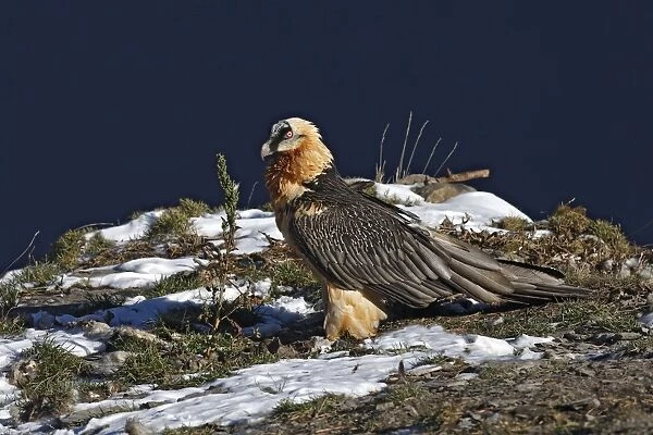 Lammergeier  /  Bearded Vulture. Pyrenees - France  /  Europe