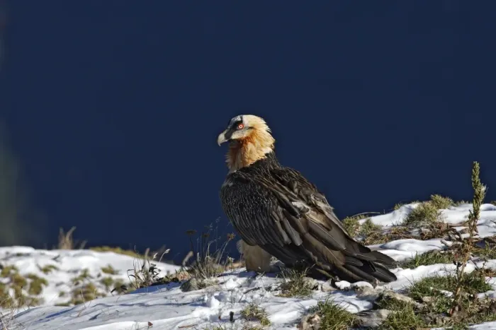 Framed Print : Lammergeier / Bearded Vulture. Pyrenees - France / Europe Framed Print : Lammergeier / Bearded Vulture. Pyrenees - France / Europe