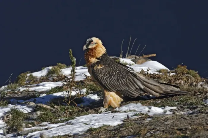 Framed Print : Lammergeier / Bearded Vulture. Pyrenees - France / Europe Framed Print : Lammergeier / Bearded Vulture. Pyrenees - France / Europe