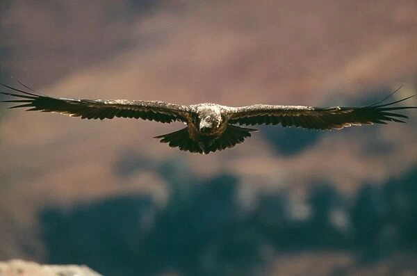 Lammergeier  /  Bearded Vulture WAT 1832 Sub-adult in flight Gypaetus barbatus © M. Watson  /  ardea. com