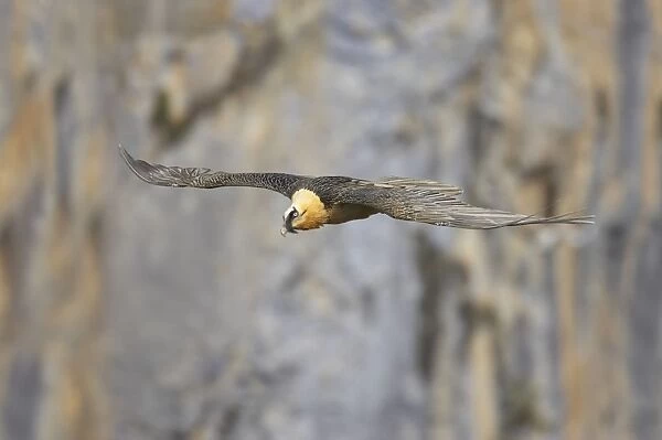 Lammergeier - In flight above limestone canyon Gypaetus barbatus Pyrenees, Spain BI009345