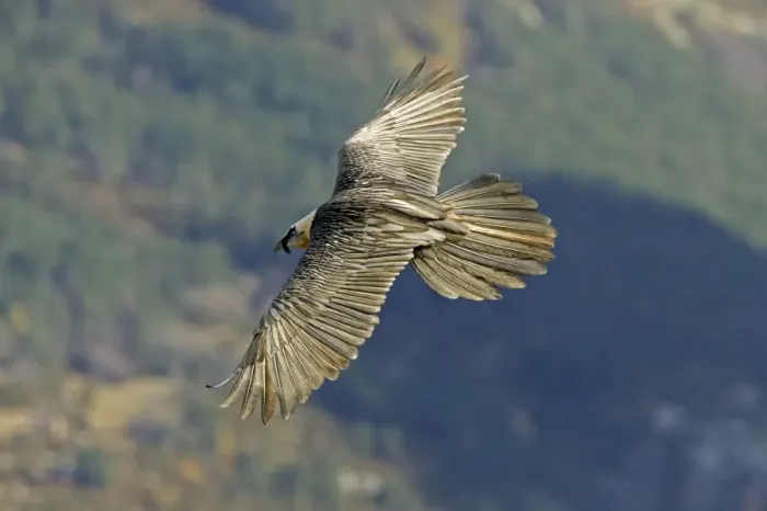 Framed Print : Lammergeier - Flying over valley showing their beard and large tail - November - Pyrenees - Spain Framed Print : Lammergeier - Flying over valley showing their beard and large tail - November - Pyrenees - Spain
