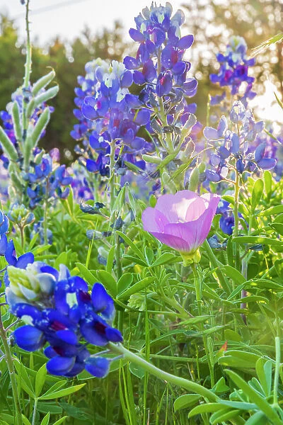 Lampasas, Texas, USA. Pink Evening Primrose and Bluebonnet wildflowers in the Texas Hill Country. Date: 11-04-2021