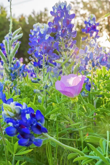 Framed Print : Lampasas, Texas, USA. Pink Evening Primrose and Bluebonnet wildflowers in the Texas Hill Country. Date: 11-04-2021 Framed Print : Lampasas, Texas, USA. Pink Evening Primrose and Bluebonnet wildflowers in the Texas Hill Country. Date: 11-04-2021