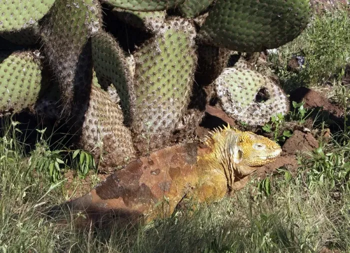 Framed Print : Land Iguana in Seymour Island. Galapagos island Framed Print : Land Iguana in Seymour Island. Galapagos island