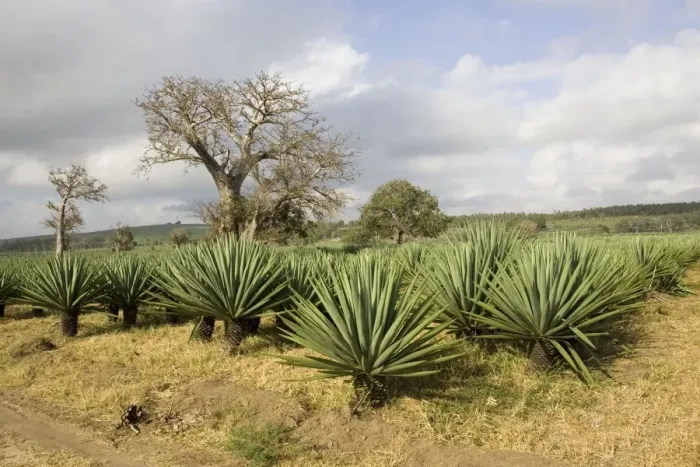 Framed Print : Land recently cleared for sisal plantation with baobab trees remaining. Mombasa on Kenya Coasts, Africa Framed Print : Land recently cleared for sisal plantation with baobab trees remaining. Mombasa on Kenya Coasts, Africa