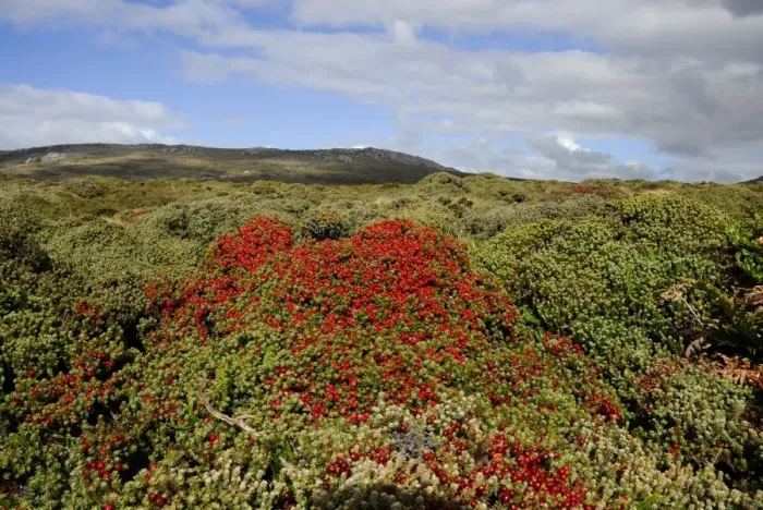 Framed Print : Landscape with Crawberry, Falkland Islands Framed Print : Landscape with Crawberry, Falkland Islands