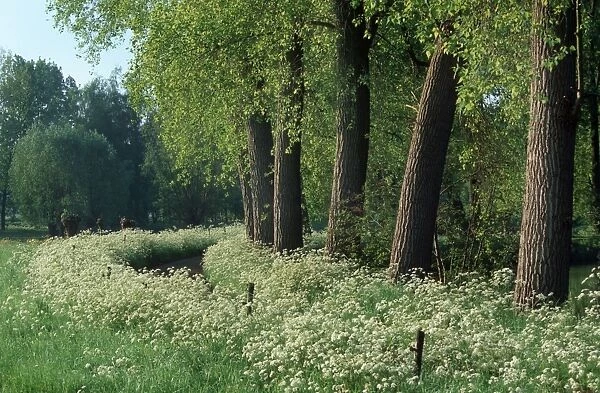 Landscape with Poplars- countryroad with cow Parsley