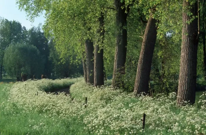 Framed Print : Landscape with Poplars- countryroad with cow Parsley Framed Print : Landscape with Poplars- countryroad with cow Parsley