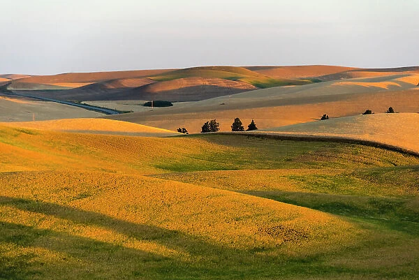Landscape of rolling wheat field at sunrise, Palouse, Washington State, USA Date: 13-08-2019