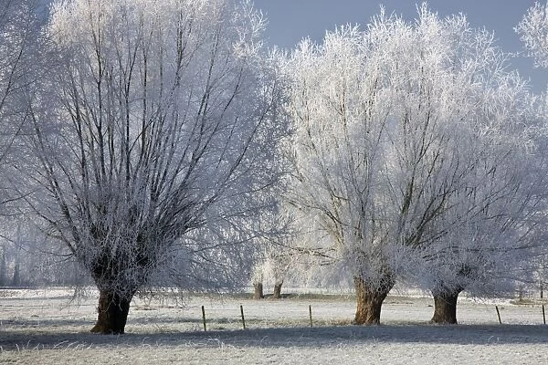landscape in winter with heavy frost - countryside - Belgium