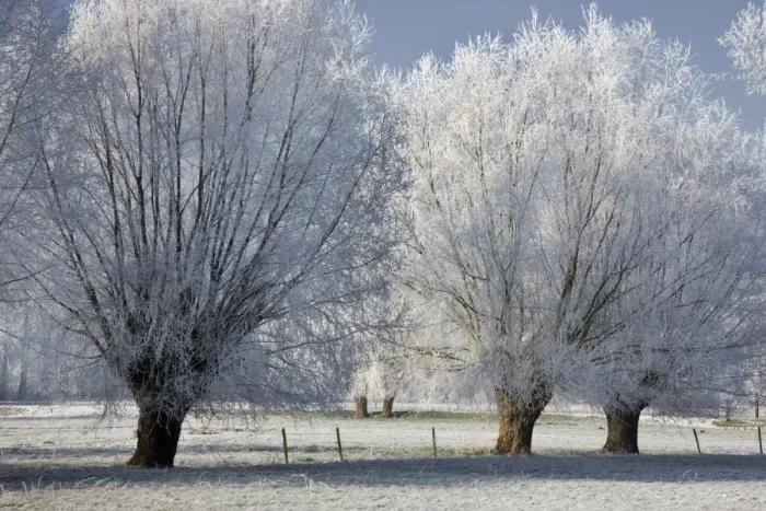 Framed Print : landscape in winter with heavy frost - countryside - Belgium Framed Print : landscape in winter with heavy frost - countryside - Belgium