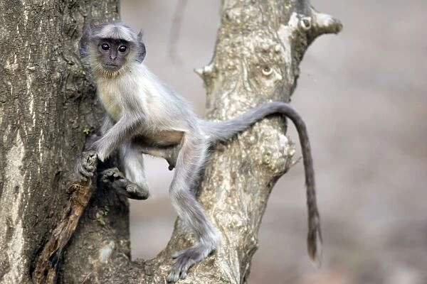 Langur Monkey Ranthambhore National Park, Rajasthan, India
