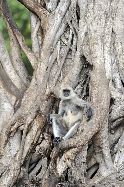 Langur Monkey - Ranthambhore National Park, Rajasthan, India