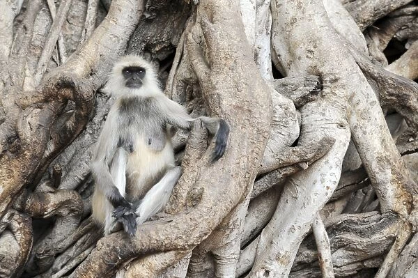 Langur Monkey - Ranthambhore National Park, Rajasthan, India