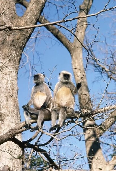 Langur Monkey - x2 in tree