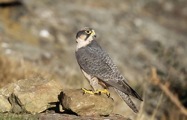 Lanner Falcon Giant's Castle game reserve, Drakensberg, Kwazulu-Natal, South Africa