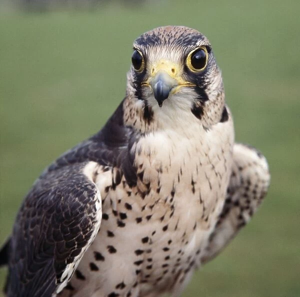Lanner Falcon - head facing, both eyes visible