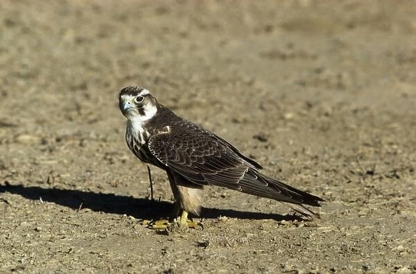 Lanner Falcon - juvenile