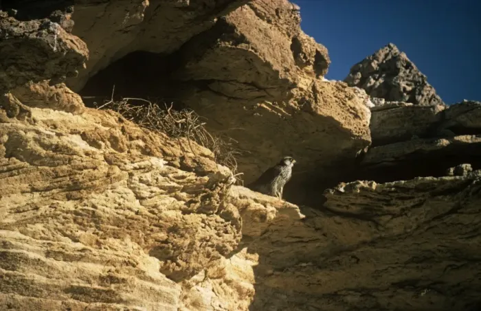 Framed Print : Lanner Falcon - at nest site on rock face Framed Print : Lanner Falcon - at nest site on rock face