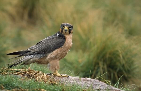 Lanner Falcon South Africa