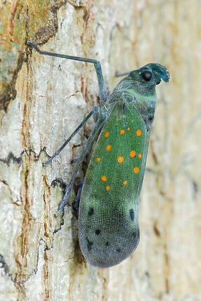 Lantern Bug - Allpahuayo Mishana National Reserve - Iquitos - Peru