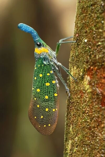 Lantern Bug - Danum Valley Conservation Area - Sabah - Borneo - Malaysia