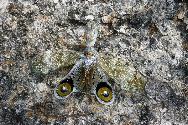Lanternfly  /  'Peanut-head Bug'  /  'Alligator Bug' Heath River Centre Amazon Peru