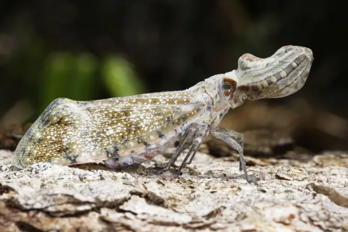 Framed Print : Lanternfly / Peanut-head bug / alligator bug Heath River Centre Amazon Peru Framed Print : Lanternfly / Peanut-head bug / alligator bug Heath River Centre Amazon Peru