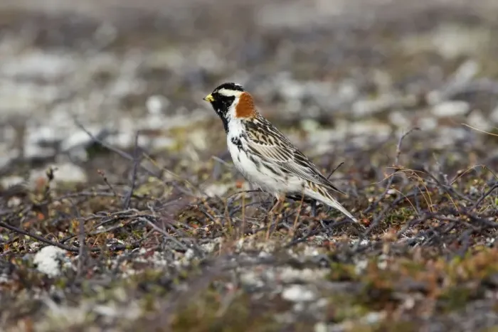 Framed Print : Lapland Bunting - Male in Summer Plumage on Tundra - July - Varanger Fjord - Norway Framed Print : Lapland Bunting - Male in Summer Plumage on Tundra - July - Varanger Fjord - Norway