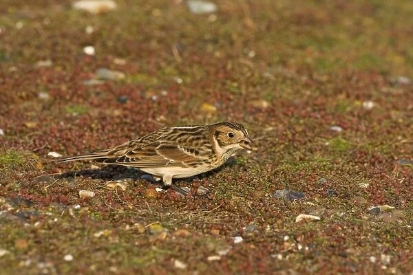Lapland Bunting - Winter plumage - feeding - December - North Norfolk - UK