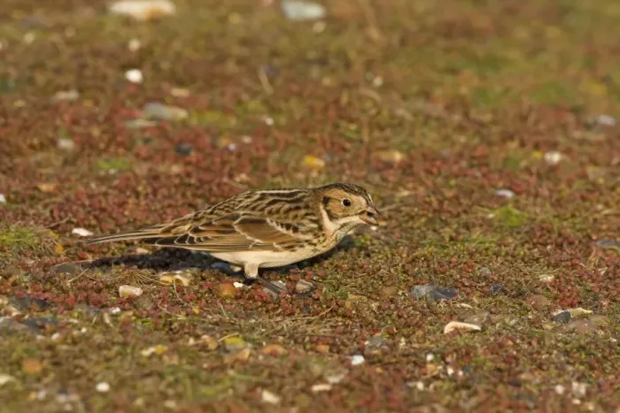 Framed Print : Lapland Bunting - Winter plumage - feeding - December - North Norfolk - UK Framed Print : Lapland Bunting - Winter plumage - feeding - December - North Norfolk - UK