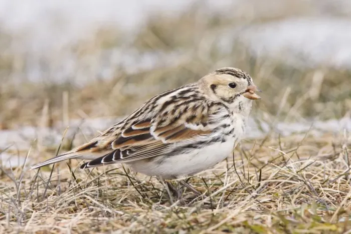Framed Print : Lapland Longspur / Lapland Bunting. Winter in CT, December, USA Framed Print : Lapland Longspur / Lapland Bunting. Winter in CT, December, USA