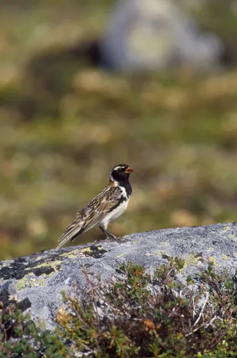 Framed Print : Lapland Longspur / Lapland Bunting Framed Print : Lapland Longspur / Lapland Bunting