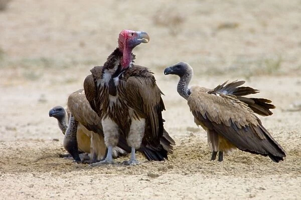 Lappet-faced (Aegypius tracheliotus) and White-backed Vulture (Aegypius africanus) congregating at waterhole during heat of day. Lappet-faced Vulture threatened, mostly confined to major game reserves