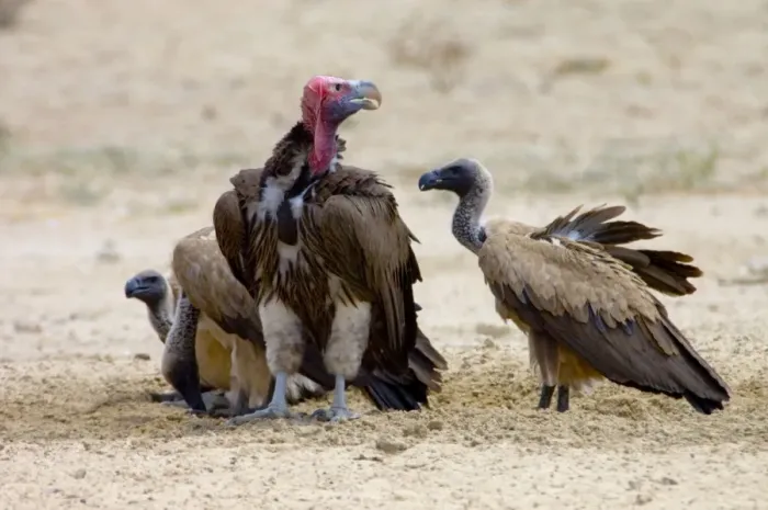 Framed Print : Lappet-faced (Aegypius tracheliotus) and White-backed Vulture (Aegypius africanus) congregating at waterhole during heat of day. Lappet-faced Vulture threatened, mostly confined to major game reserves Framed Print : Lappet-faced (Aegypius tracheliotus) and White-backed Vulture (Aegypius africanus) congregating at waterhole during heat of day. Lappet-faced Vulture threatened, mostly confined to major game reserves