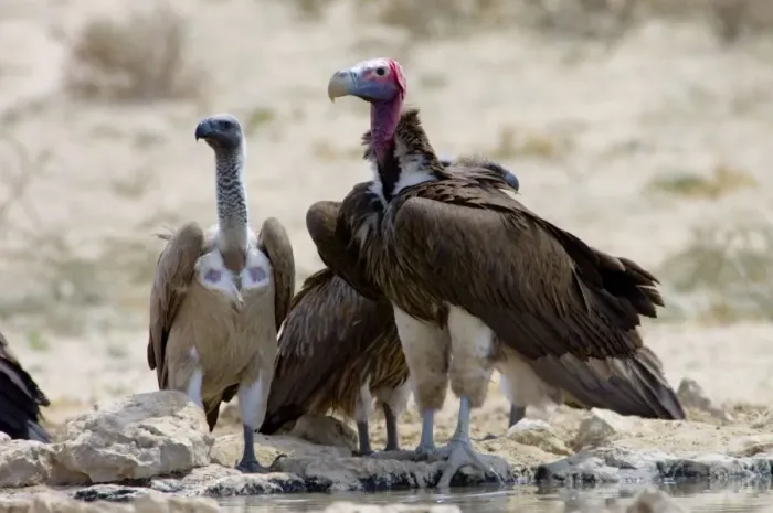 Framed Print : Lappet-faced (Aegypius tracheliotus) and White-backed Vulture (Gyps africanus) congregating at waterhole during heat of day. Lappet-faced Vulture threatened, mostly confined to major game reserves Framed Print : Lappet-faced (Aegypius tracheliotus) and White-backed Vulture (Gyps africanus) congregating at waterhole during heat of day. Lappet-faced Vulture threatened, mostly confined to major game reserves