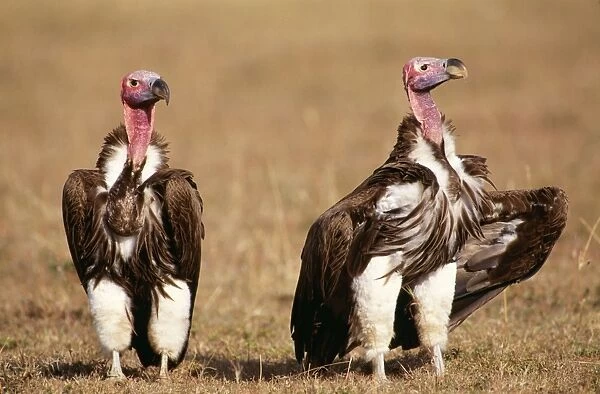 lappet-faced  /  Nubian Vulture Kenya, Africa. Fam: Acoipitridae