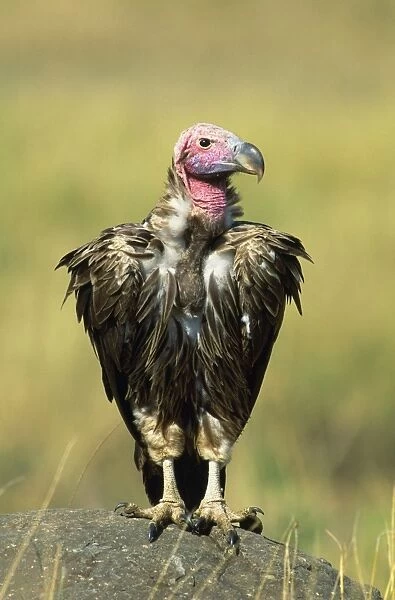 Lappet-faced  /  Nubian Vulture - on rock - Africa