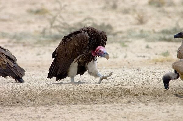 Lappet-faced Vulture - Adult approaching others in threatening pose