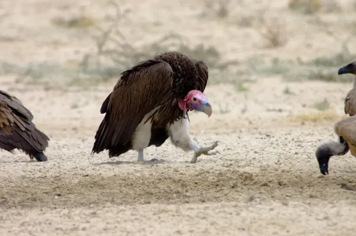 Framed Print : Lappet-faced Vulture - Adult approaching others in threatening pose. Threatened species, confined mostly to major game reserves. Kgalagadi Transfrontier Park, Northern Cape, South Africa Framed Print : Lappet-faced Vulture - Adult approaching others in threatening pose. Threatened species, confined mostly to major game reserves. Kgalagadi Transfrontier Park, Northern Cape, South Africa
